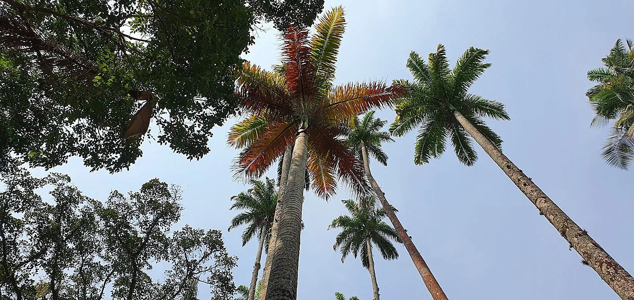 Palmeras imperiales del Jardim Botânico